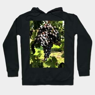 A ripe cluster of sweet and delicious merlot grapes. Hoodie